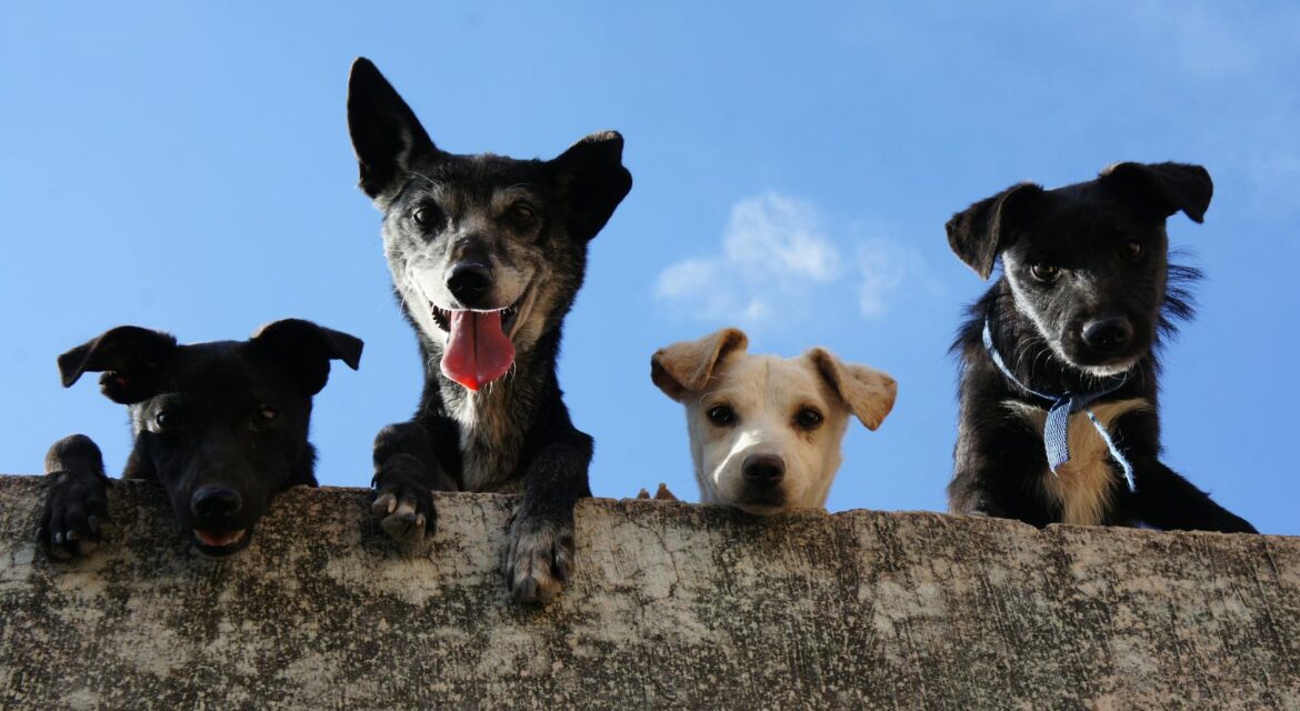 black and white short coated dogs